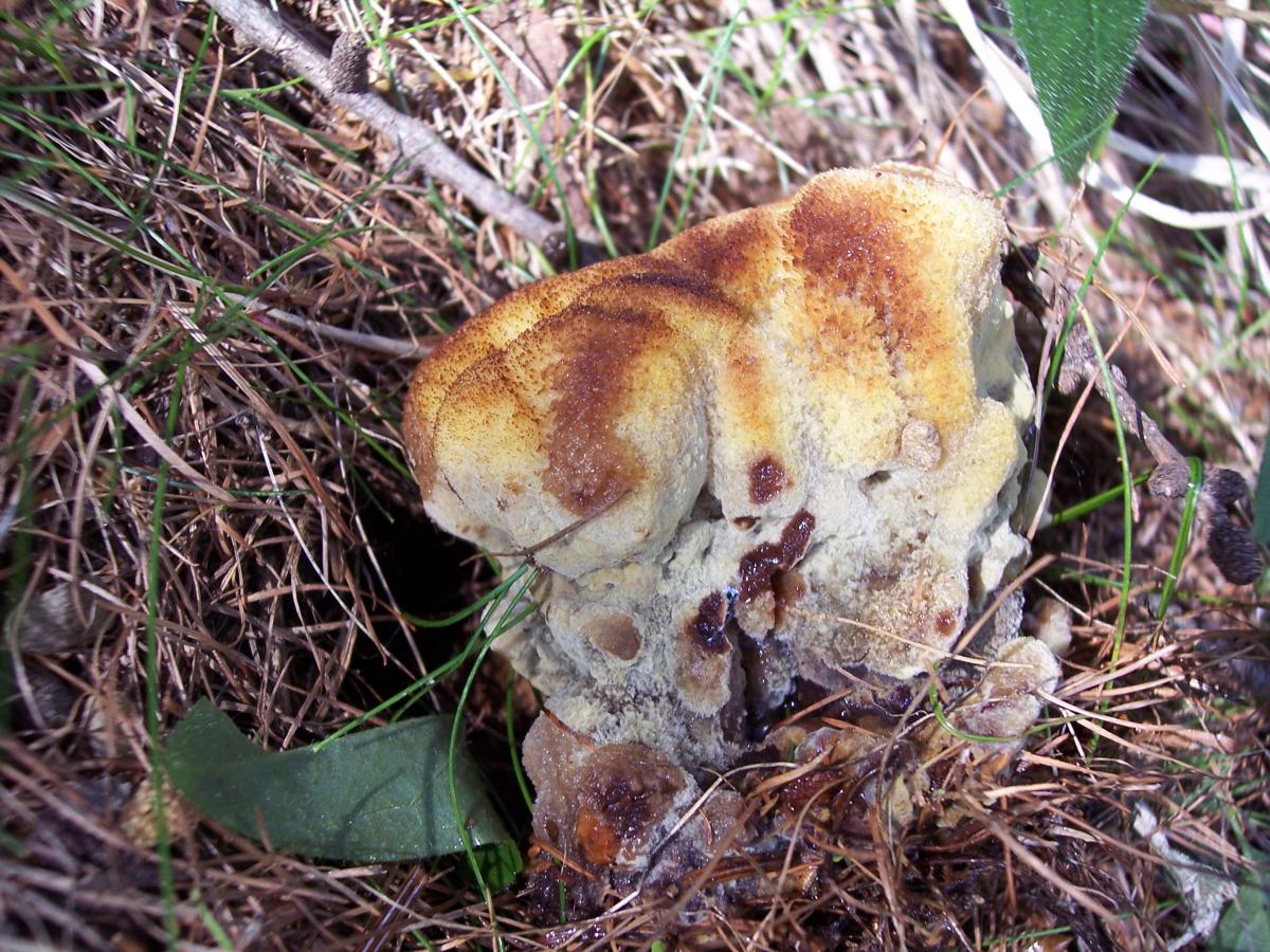 Hydnellum aurantiacum ? (Phaeolus schweinitzii)